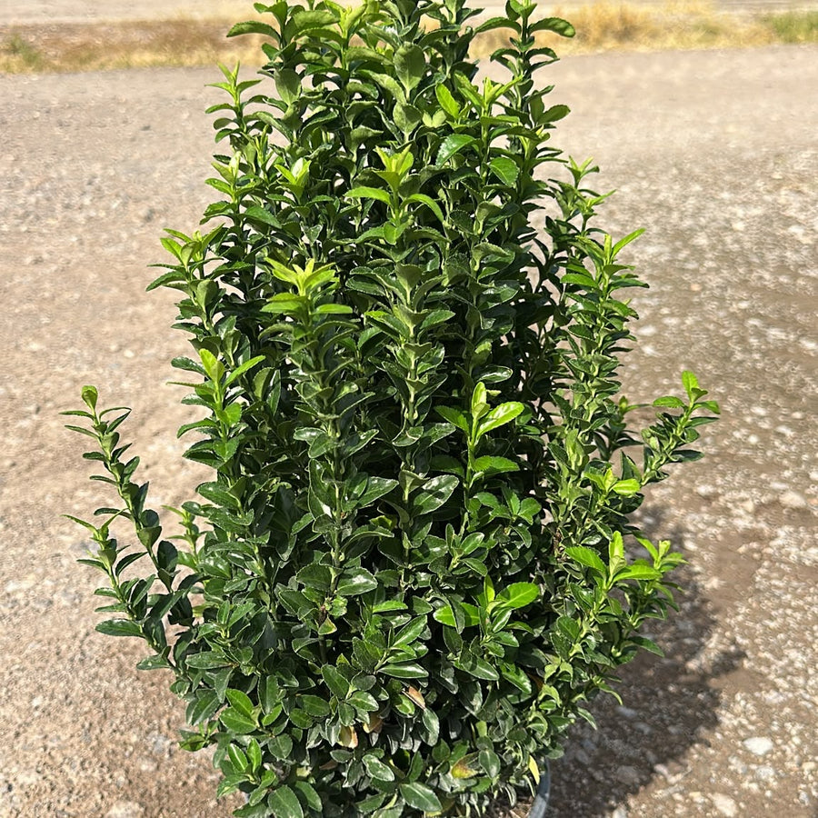 Euonymus japonicus 'Benkomasaki' 60/80 cm en maceta de 5L