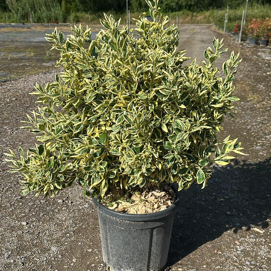 Euonymus japonicus 'Bravo' 100/120 cm en maceta de 15L