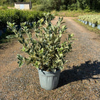 Euonymus japonicus 'Bravo' 40/60 cm en maceta de 10L