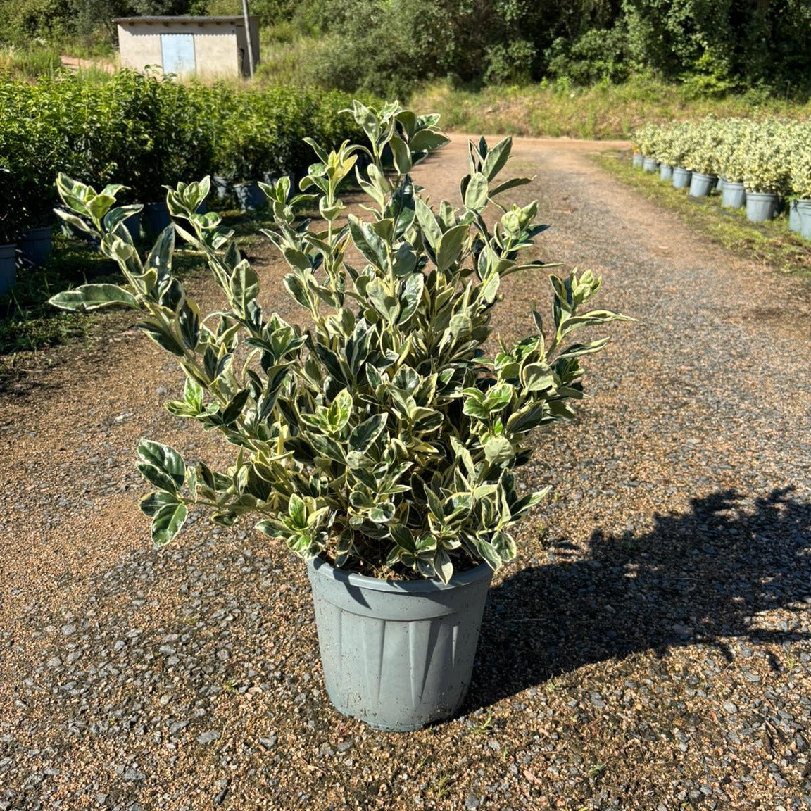 Euonymus japonicus 'Bravo' 40/60 cm en maceta de 10L