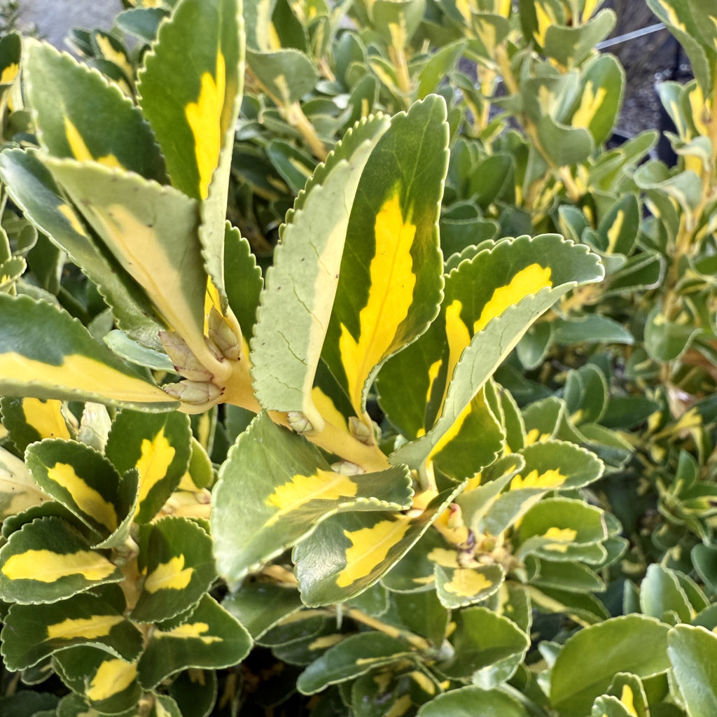 Euonymus japonicus 'Aureus'