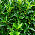 Euonymus