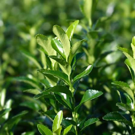 Euonymus japonicus 'Benkomasaki'