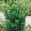 Euonymus Japonicus