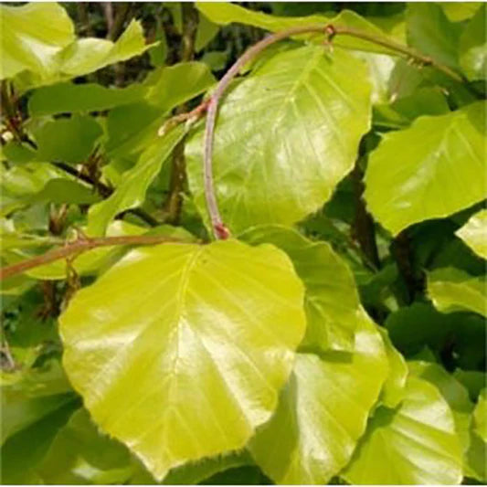 Fagus sylv. 'Rohan Green Weeping'