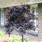 Fagus sylv. 'Rohan Red Weeping'