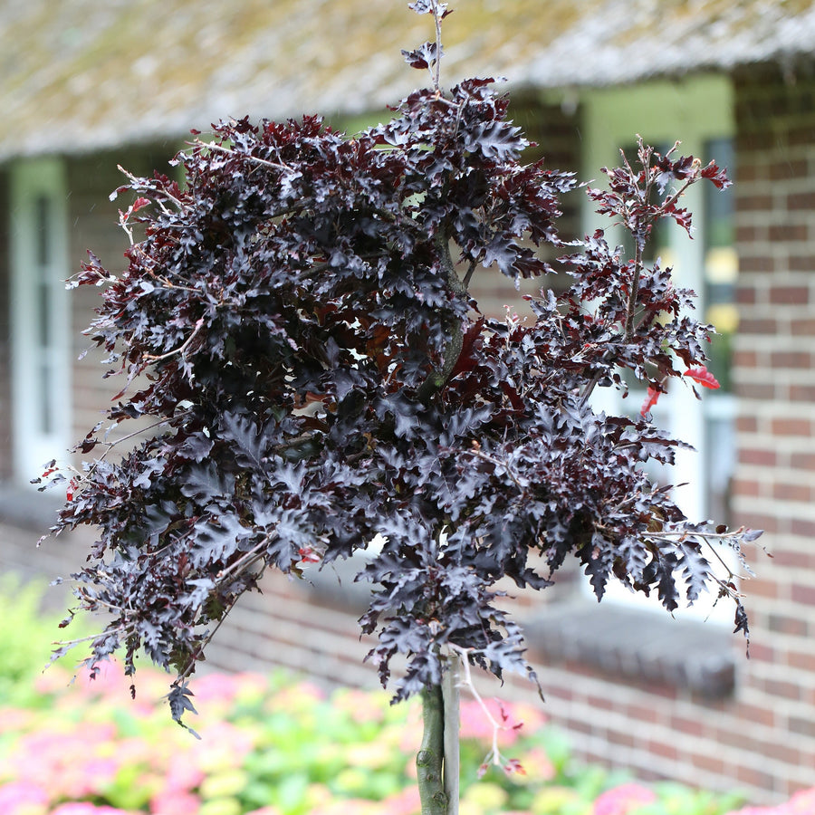 Fagus sylv. 'Rohan Red Weeping'