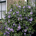 Hibiscus Syriacus