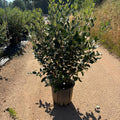 Feijoa sellowiana 125/150 cm en maceta de 18L