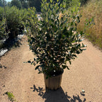 Feijoa sellowiana 125/150 cm en maceta de 18L