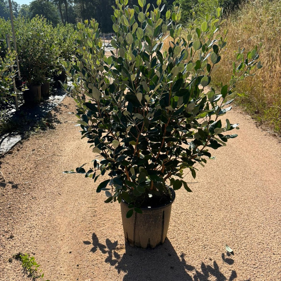 Feijoa sellowiana 125/150 cm en maceta de 18L