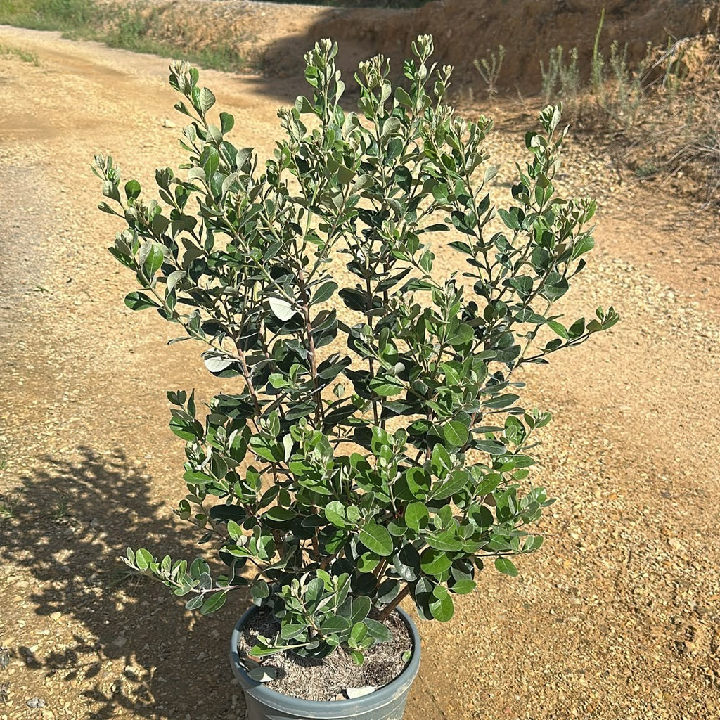 Feijoa sellowiana 80/100 cm en maceta de 10L