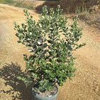 Feijoa sellowiana 80/100 cm en maceta de 10L