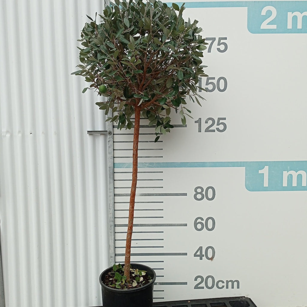 Feijoa sellowiana t80/90+60/70 copa p.t.7/8 en maceta de 18L
