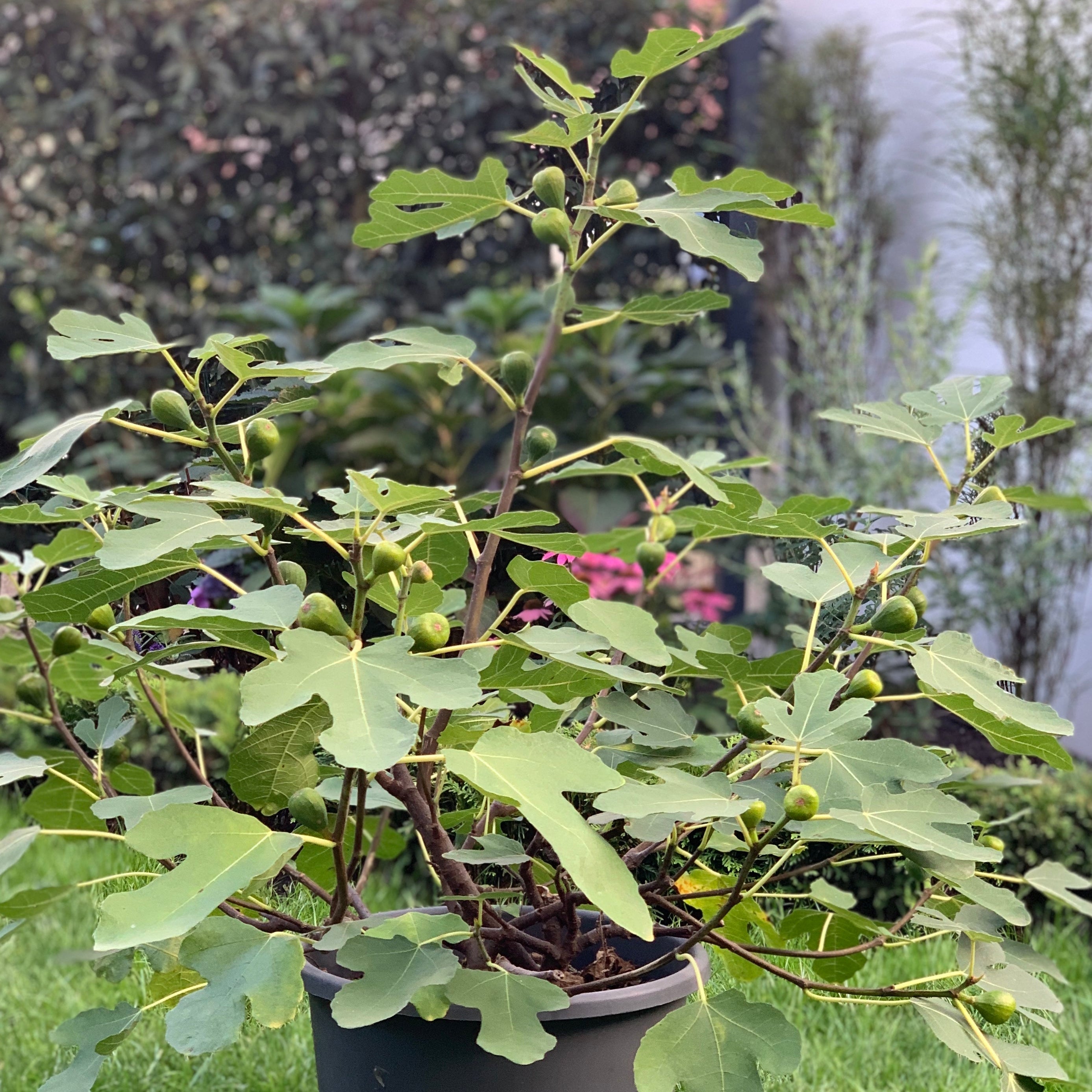 Ficus carica 'Firoma'&reg; Spalier