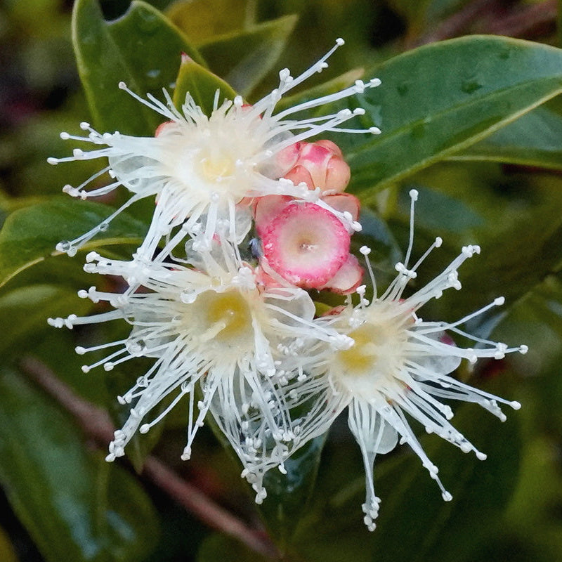 Syzygium paniculatum