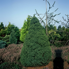Picea glauca conica 'Perfecta'