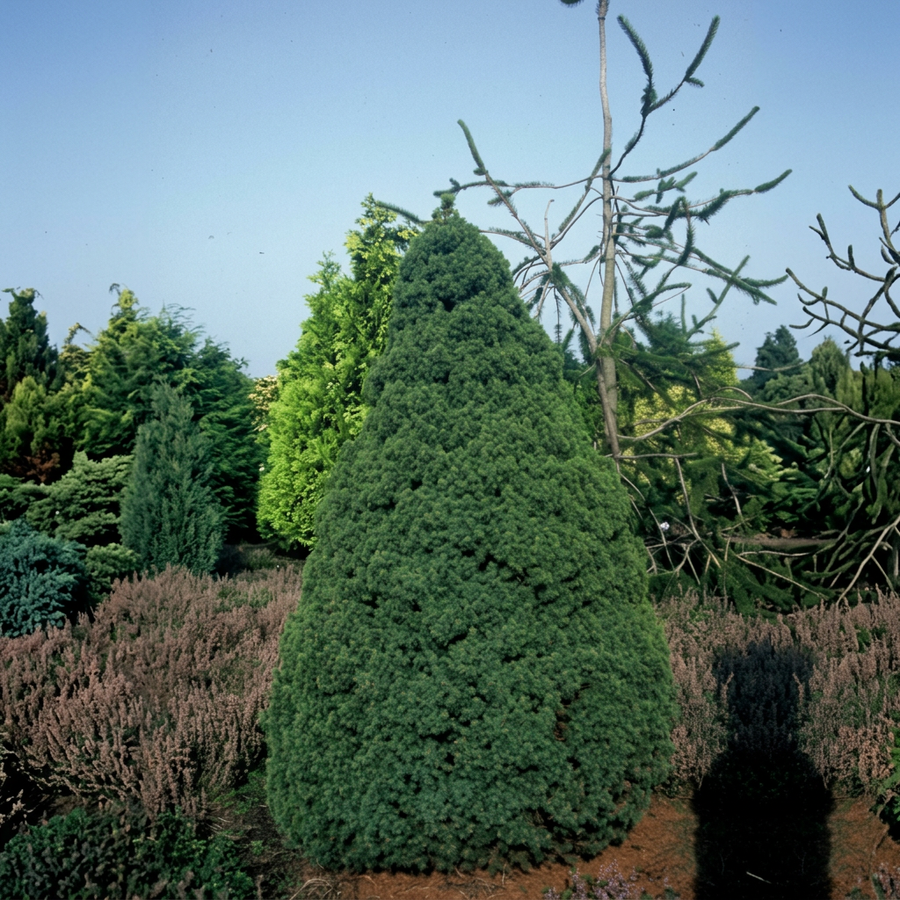 Picea glauca conica 'Perfecta'