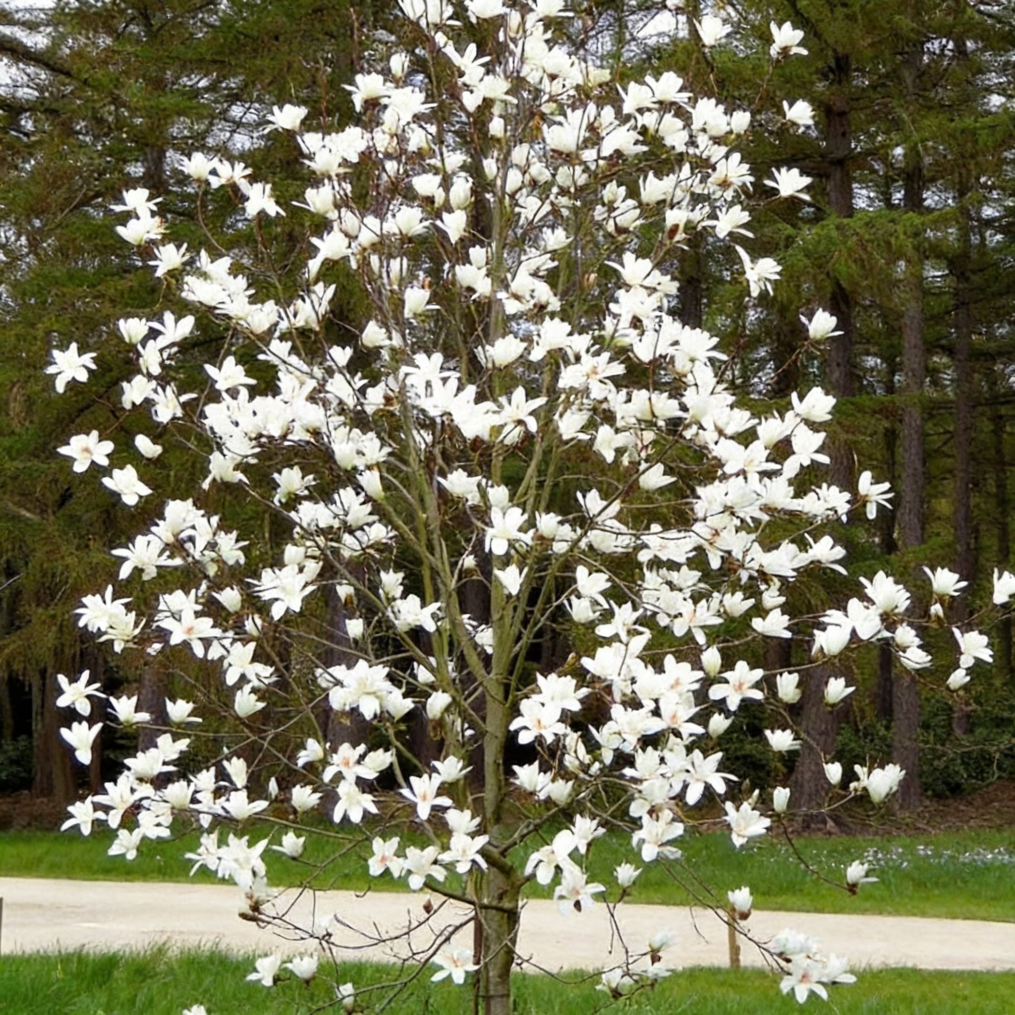 Magnolia 'Joli Pompon'