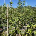 Ginkgo biloba 110/150 p4/6 en maceta de 18L