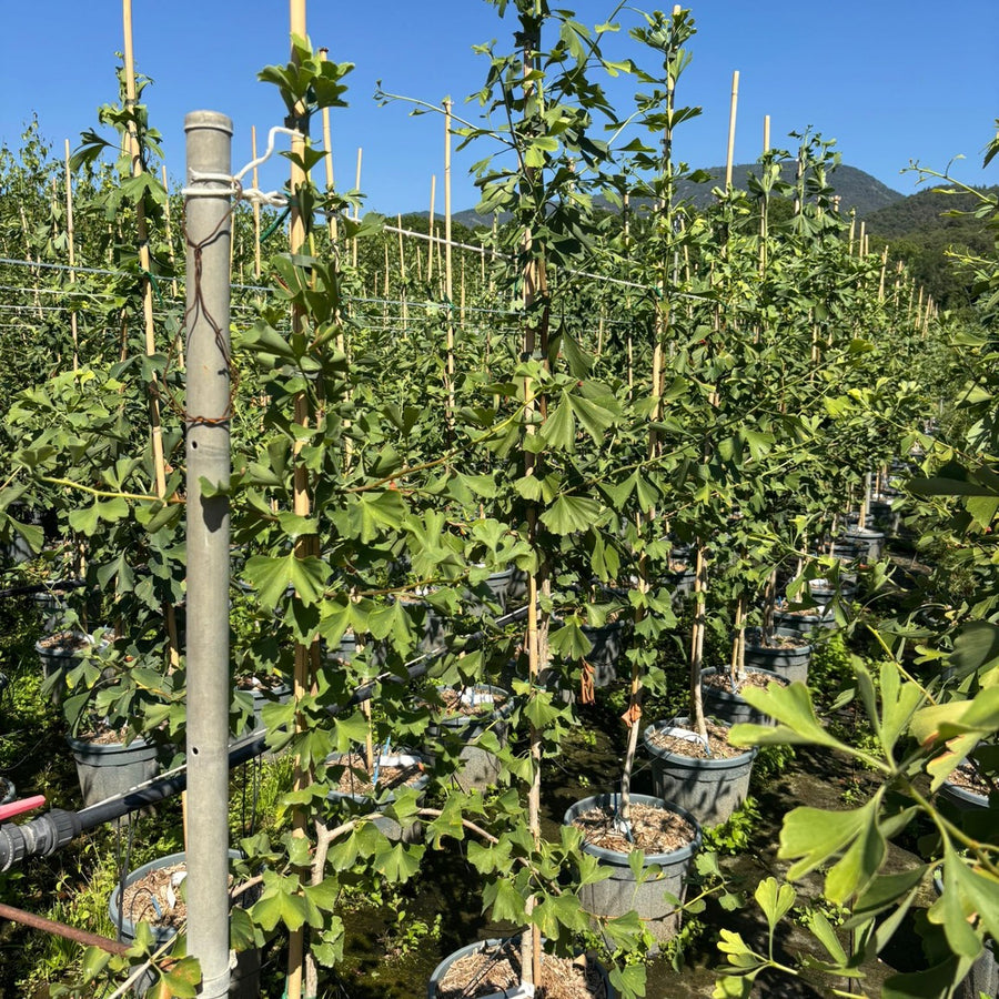 Ginkgo biloba 110/150 p4/6 en maceta de 18L