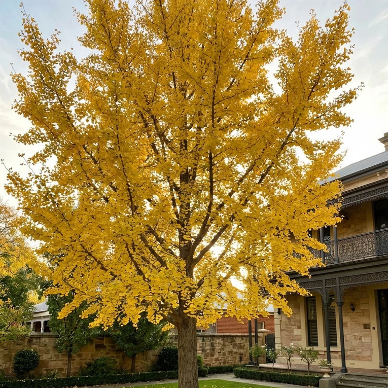 Ginkgo biloba