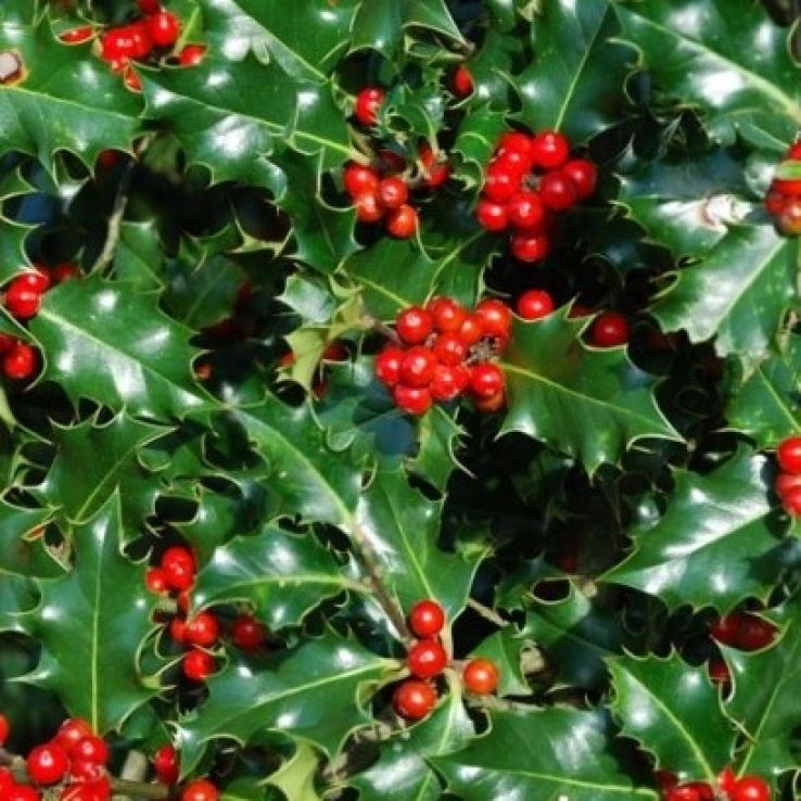 Ilex Aquifolium Alaska