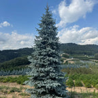 Picea Pungens "Hoopsii" | Cepellón