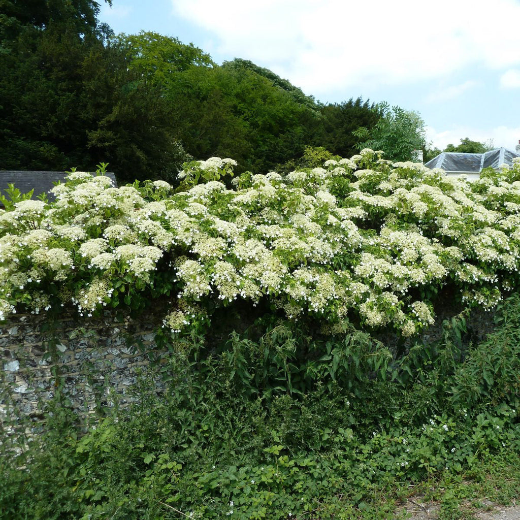 Hydrangea petiolaris