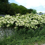 Hydrangea petiolaris