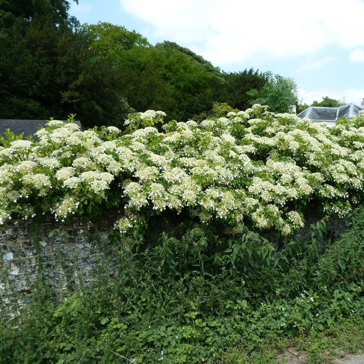 Hydrangea petiolaris