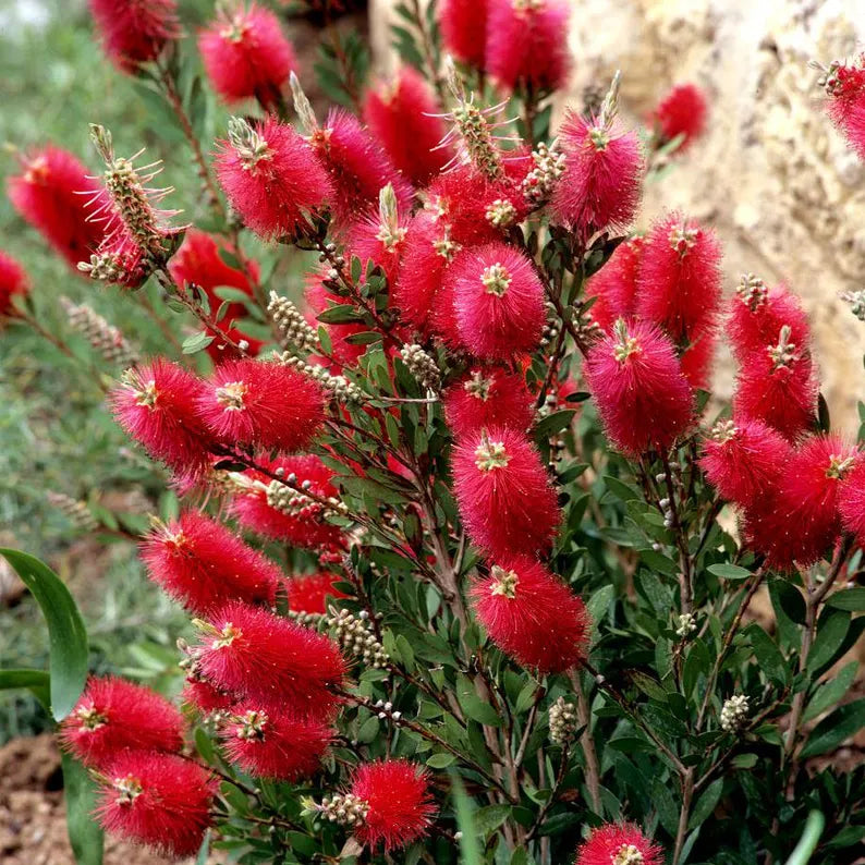 Callistemon Citrinus Splendens