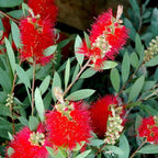 Callistemon Citrinus Splendens