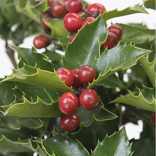 Ilex x Meserveae Blue Angel Bola