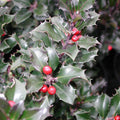 Ilex x Meserveae Blue Angel