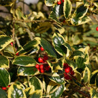 Ilex Altaclerensis "Golden King" (Piramide) | Cepellón