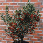 Ilex Aquifolium Alaska