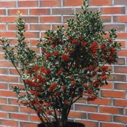 Ilex Aquifolium Alaska