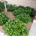 Ilex Cornuta