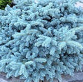 Picea Pungens Glauca Globosa