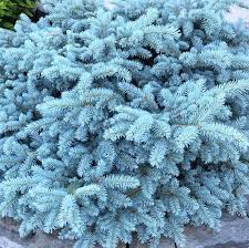 Picea Pungens Glauca Globosa