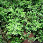 Juniperus Conferta Blue Pacific