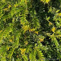 Taxus Bacatta Piramide | Cepellón