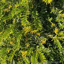 Taxus Bacatta Piramide | Cepellón