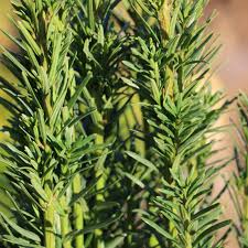Taxus Baccata "Fastigiata Robusta" | Cepellón