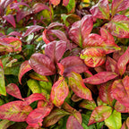 Nandina domestica 'Blush Pink'