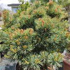 Pinus parviflora 'Linda'