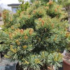 Pinus parviflora 'Linda'