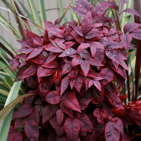 Nandina domestica 'Blush Pink'
