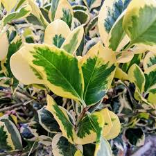 Ilex Altaclerensis "Golden King" (Piramide) | Cepellón